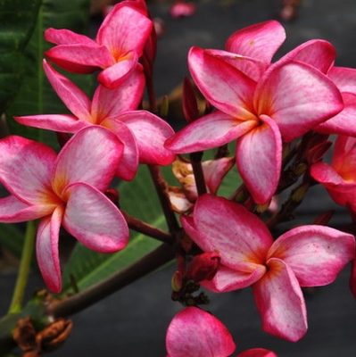 Plumeria Seeds, Kalachuchi Seeds, Variety#032 – Rooted Retreat