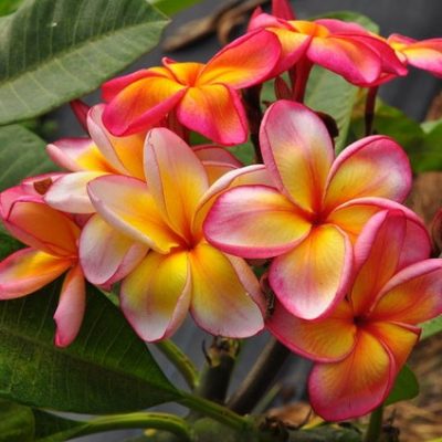 Plumeria Seeds, Kalachuchi Seeds, Variety#037 – Rooted Retreat