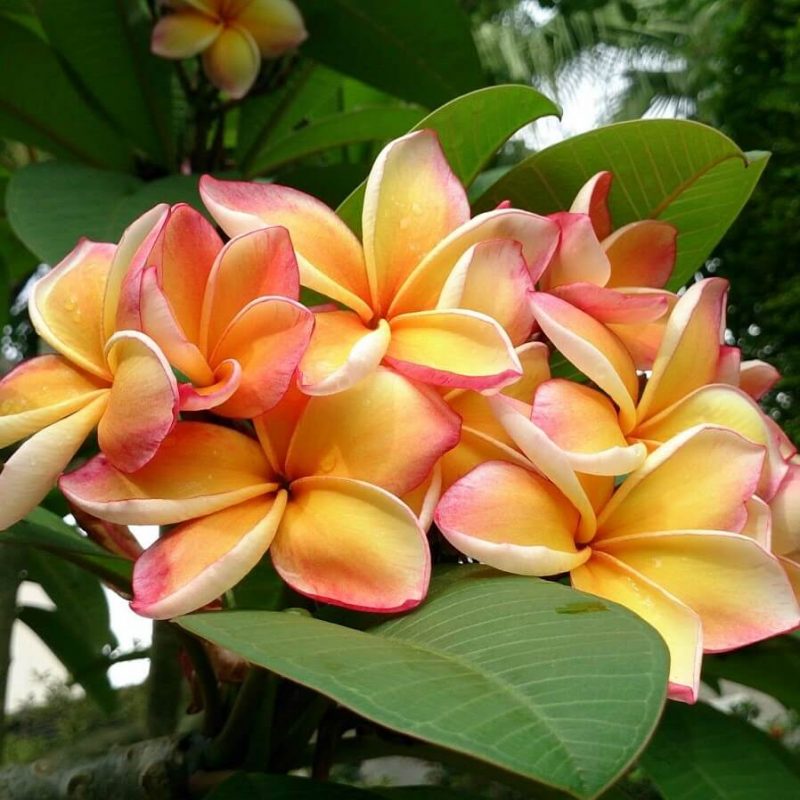 Plumeria Seeds, Kalachuchi Seeds, Variety#004 – Rooted Retreat