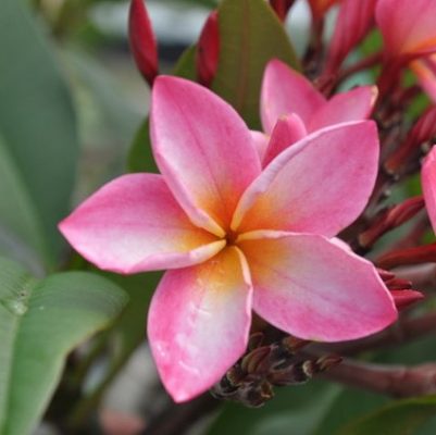 Plumeria Seeds, Kalachuchi Seeds, Variety#051 – Rooted Retreat