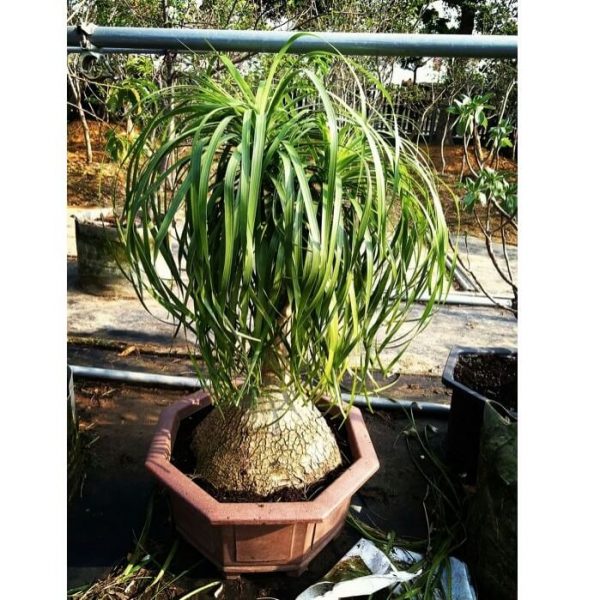 Beaucarnea Recurva Seeds, Ponytail Palm, Succulent Seeds, Variety#013 ...