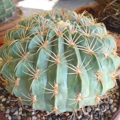 ferocactus seeds