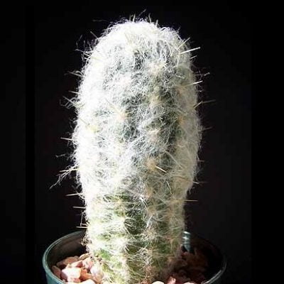 Oreocereus Fossulatus White Spines Seeds, Cactus Seeds, Variety#043 ...