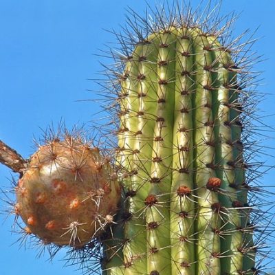 Stenocereus Thurberii Seeds, Cactus Seeds, Variety#054 – Rooted Retreat