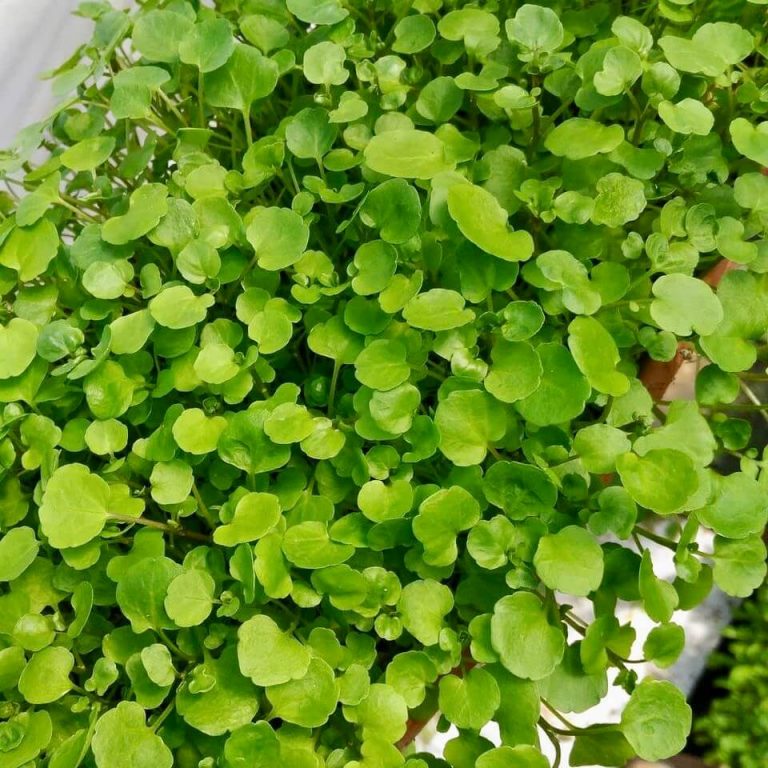 Watercress Seeds, Herb Seeds#011 – Rooted Retreat