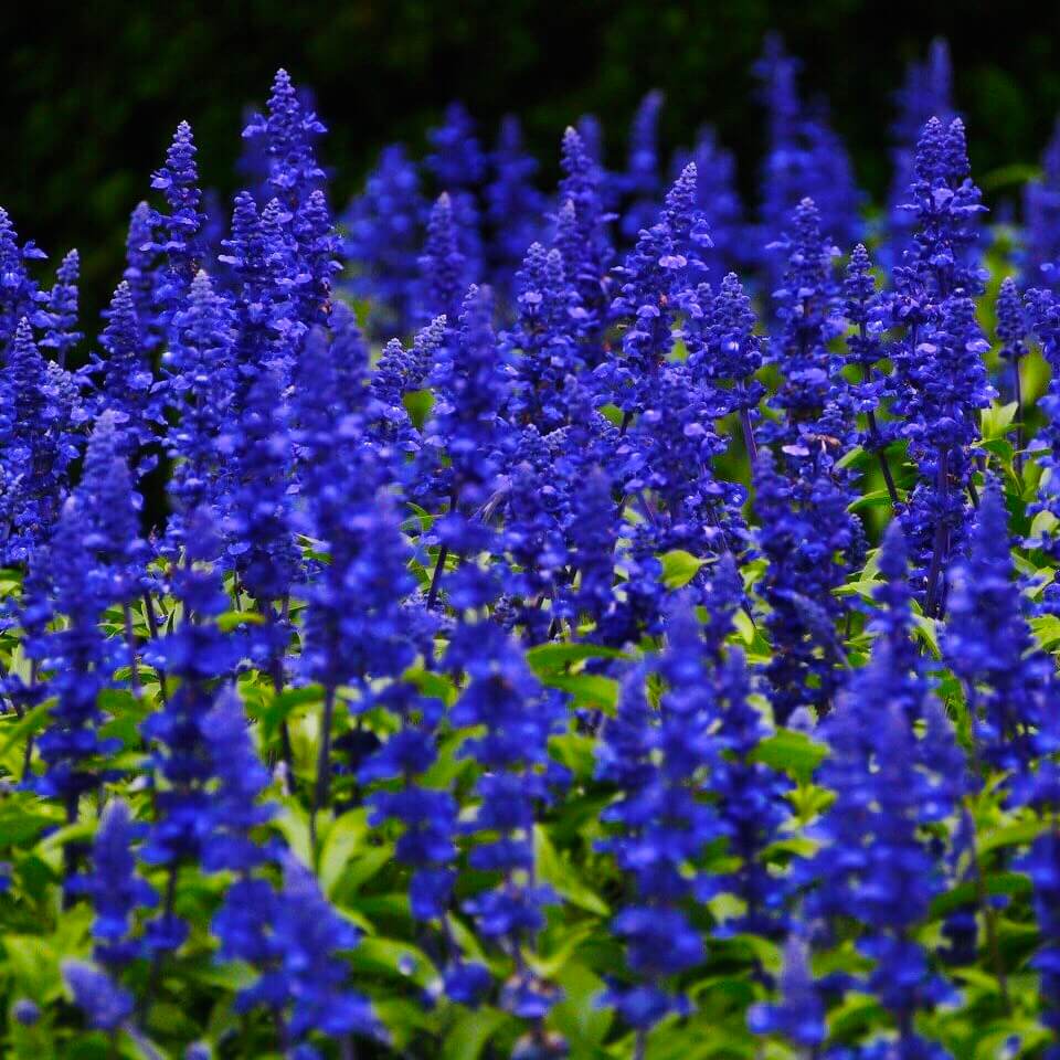 Salvia Seeds, Blue, Flower Seeds#23 – Mays Garden Seed