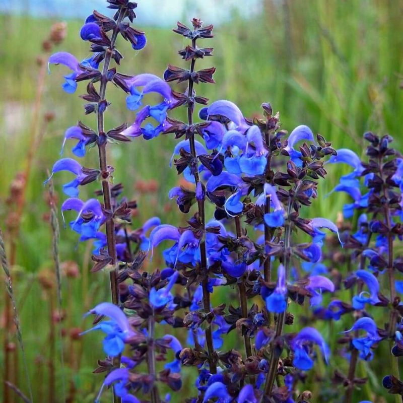 Salvia Horminum Seeds, Blue, Flower Seeds#23 – Rooted Retreat