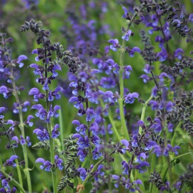 Salvia Horminum Seeds, Violet , Flower Seeds#24 – Rooted Retreat