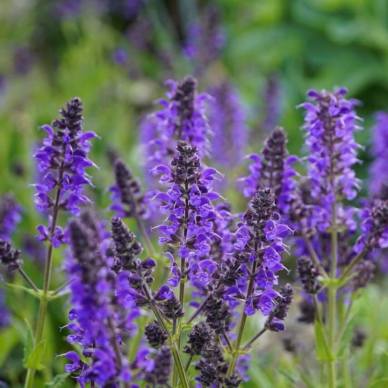 Salvia Horminum Seeds, Violet , Flower Seeds#24 – Rooted Retreat