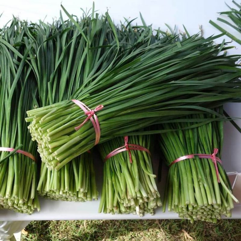 Chinese Chives Seeds, Vegetable Seeds#027 – Rooted Retreat