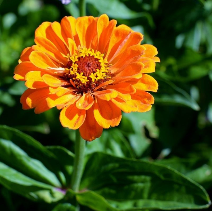 Zinnia Seeds, Yellow, Flower Seeds#29 – Rooted Retreat