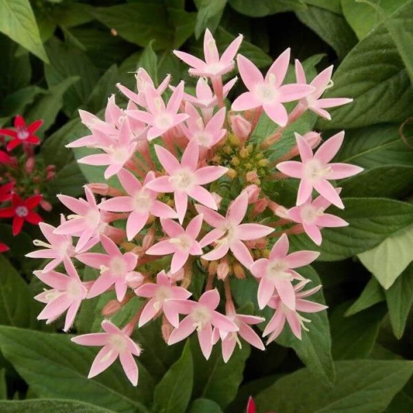 Mixed Pentas Seeds, Flower Seeds#42 – Rooted Retreat