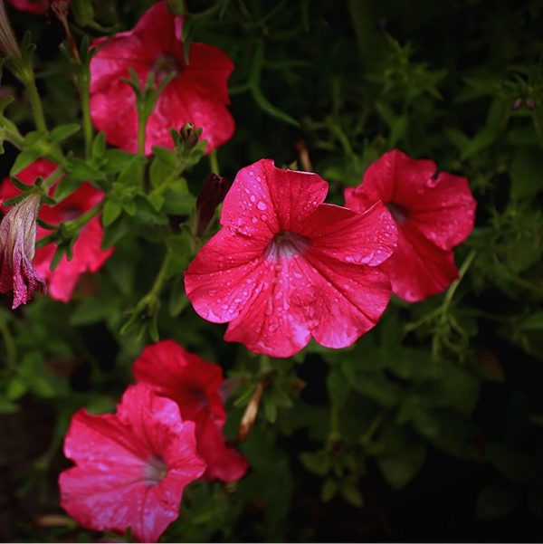 Petunia Seeds, Red, Flower Seeds#45 – Rooted Retreat