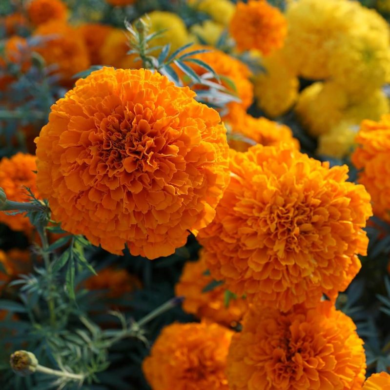 Mix African Marigold Seeds, Flower Seeds#59 – Rooted Retreat
