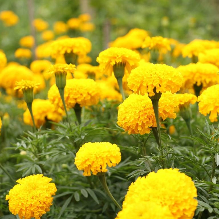 Mix African Marigold Seeds, Flower Seeds#59 – Rooted Retreat