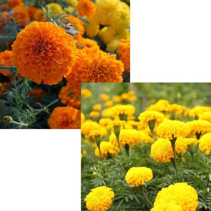 Mix African Marigold Seeds, Flower Seeds#59 – Rooted Retreat