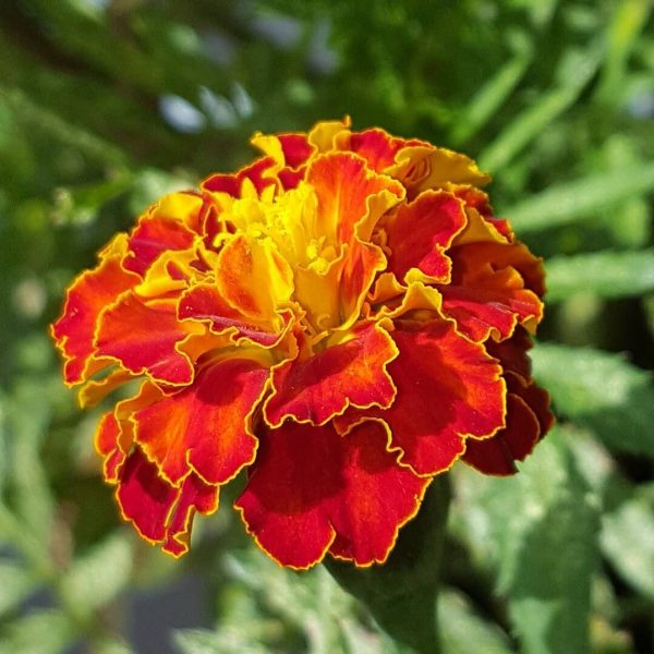 Mixed French Marigold Seeds, Flower Seeds#70 – Rooted Retreat