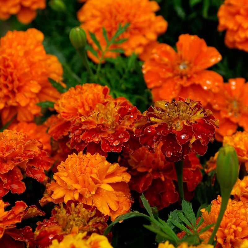 Mixed French Marigold Seeds, Flower Seeds#70 – Rooted Retreat