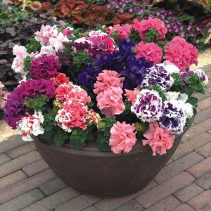 Mixed Petunia Seeds, Double Cascade Mix, Flower Seeds#73 – Mays Garden Seed