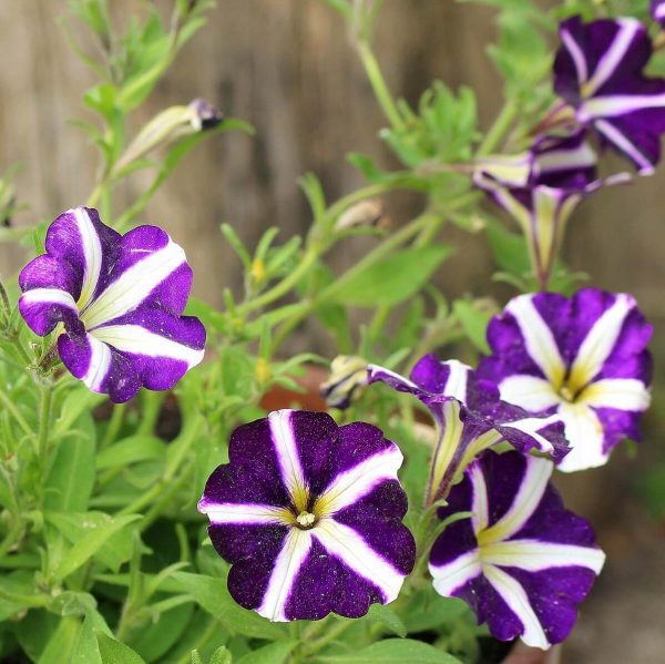 Mixed Petunia Seeds, Star Mix, Flower Seeds#74 – Rooted Retreat