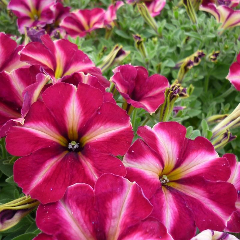 Mixed Petunia Seeds, Star Mix, Flower Seeds#74 – Rooted Retreat