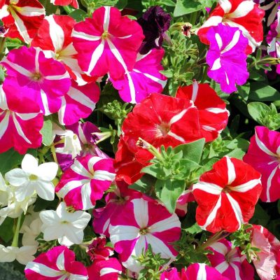 Mixed Petunia Seeds, Star Mix, Flower Seeds#74 – Rooted Retreat