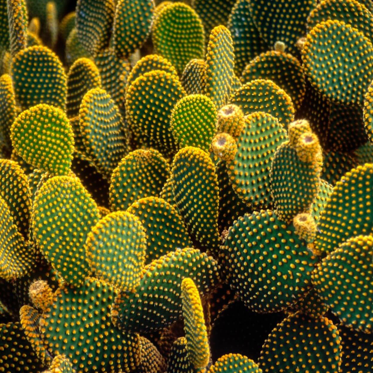 opuntia cactus