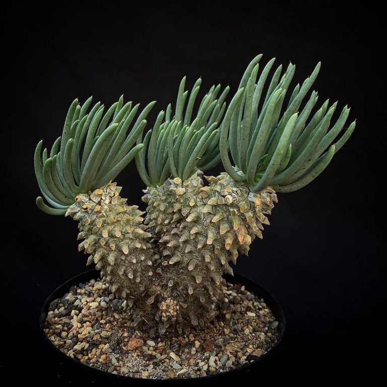 Tylecodon Wallichii Seeds, Succulent Seeds, Variety#069 – Rooted Retreat