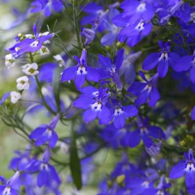 Lobelia Erinus Seeds, Cobalt Blue, Flower Seeds#110 – Rooted Retreat