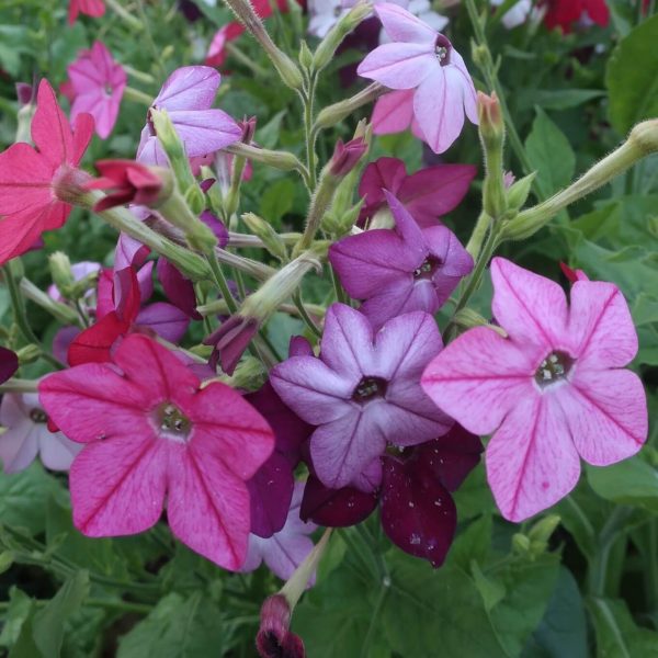 Mixed Nicotiana Seeds, Perfume Mix, Flower Seeds#122 – Rooted Retreat