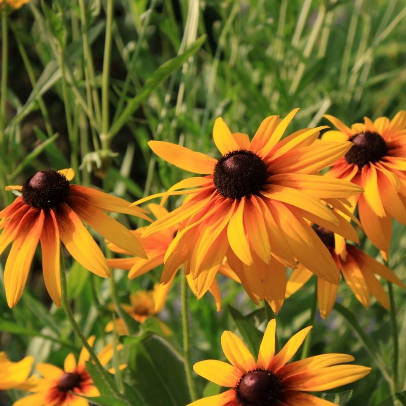 Mixed Rudbeckia Cappuccino Seeds, Flower Seeds#125 – Rooted Retreat