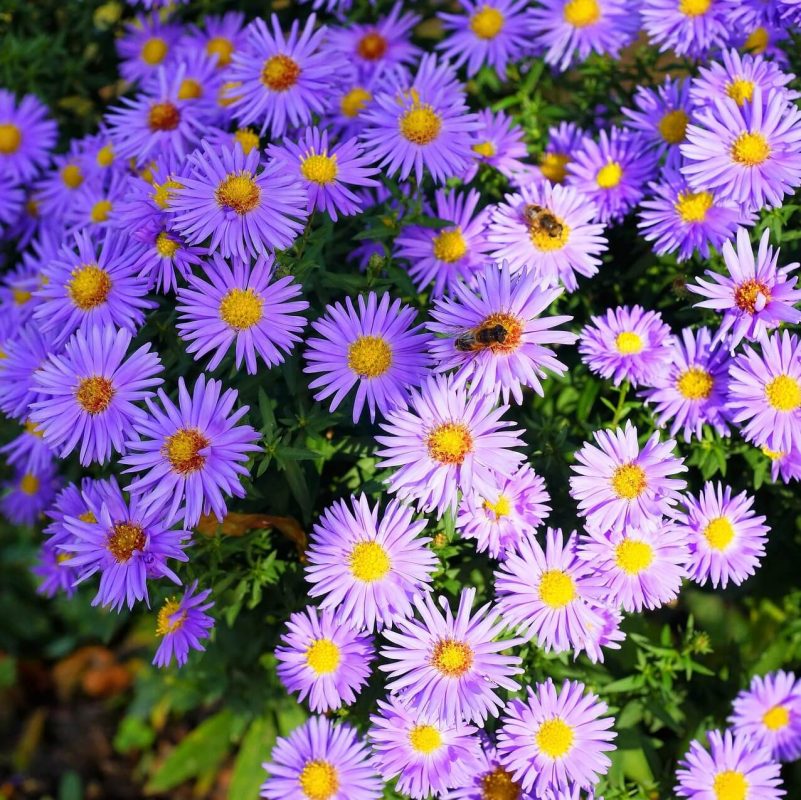 Mixed Aster Seeds, Madeleine Mix, Flower Seeds#142 – Rooted Retreat