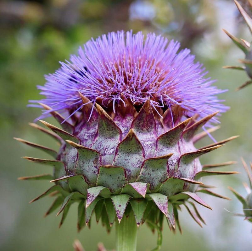 Cardoon Seeds, Cynara Cardunculus Seeds, Flower Seeds#148 – Rooted Retreat