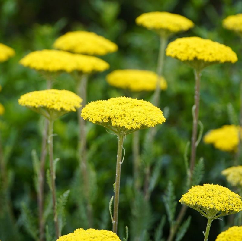 Mixed Yarrow Seeds, Achillea Millefolium Seeds, Flower Seeds#158 ...