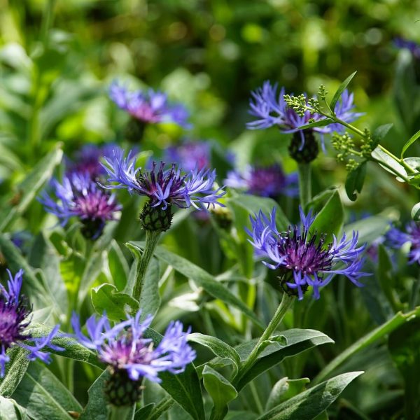 Centaurea Montana Seeds, Flower Seeds#160 – Rooted Retreat