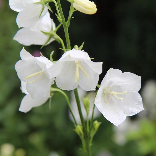 White Bellflower Seeds, Campanula Persicifolia Seeds, Flower Seeds#161 ...