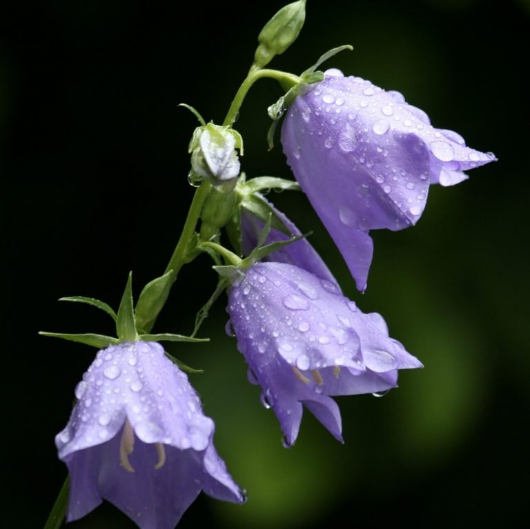 Blue Bellflower Seeds, Campanula Persicifolia Seeds, Flower Seeds#162 ...