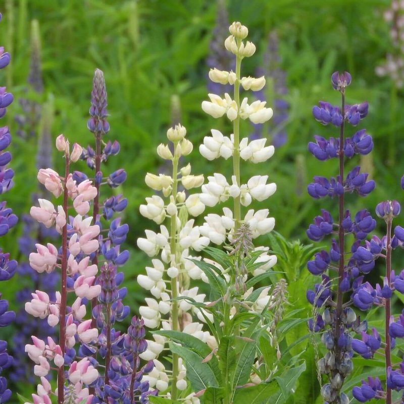 Mixed Lupinus Polyphyllus Seeds Flower Seeds165 Rooted Retreat