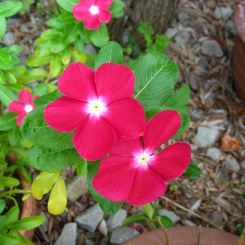 Mixed Vinca Seeds, Flower Seeds#185 – Mays Garden Seed