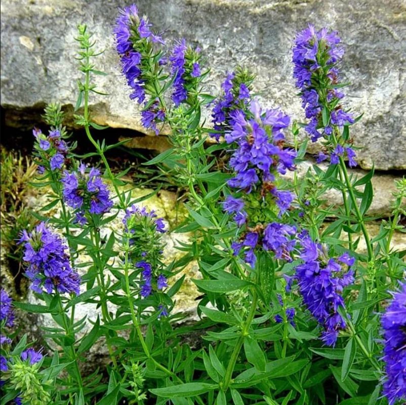 Hyssop Seeds Herb Seeds019 Rooted Retreat