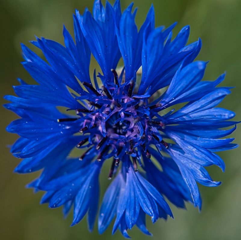 Cornflower Seeds, Centaurea Cyanus Seeds, Florence Blue, Flower Seeds ...