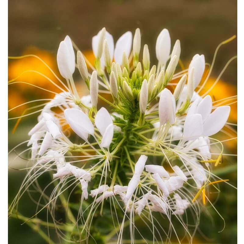 Spider Flower Seeds, White, Flower Seeds#091 – Mays Garden Seed