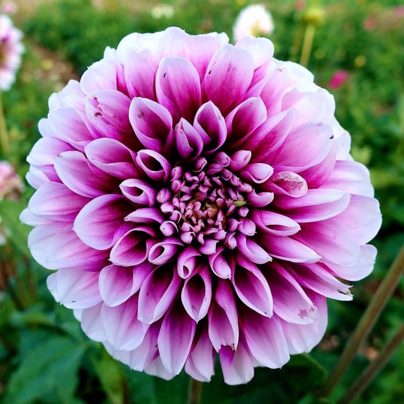 Mixed Dahlia Seeds, Figaro Mix, Flower Seeds#094 – Rooted Retreat