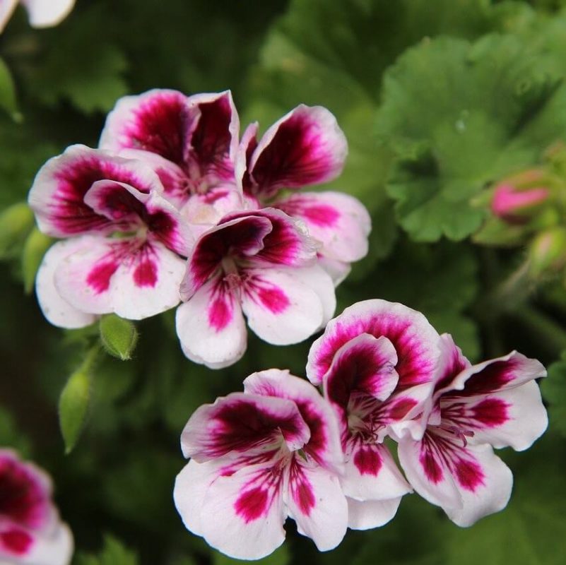 Mixed Geranium Seeds, Flower Seeds#187 – Rooted Retreat