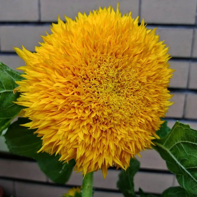 bear sunflower