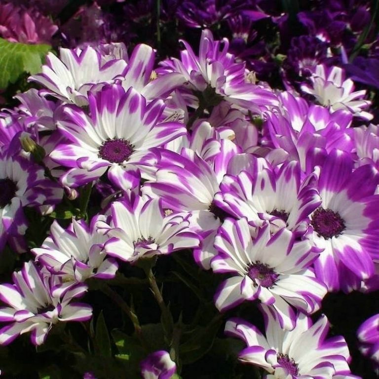 Mixed African Daisy Seeds, Osteospermum Seeds, Flower Seeds#192 ...